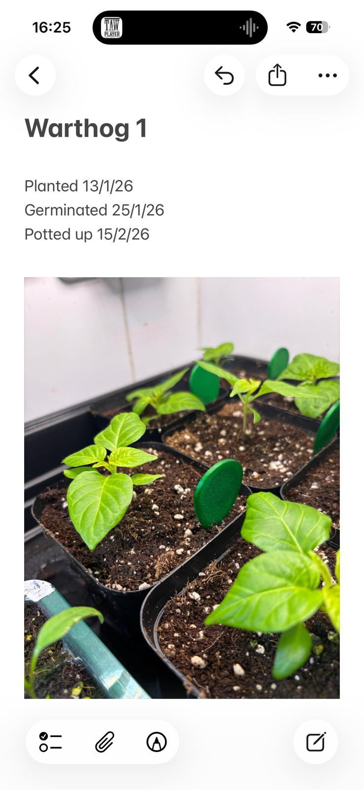 A page from notes with some text and a photo of a small chilli plant